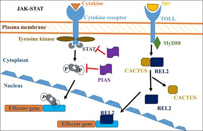 Virus-host protein-protein interactions as molecular drug targets for arboviral infections